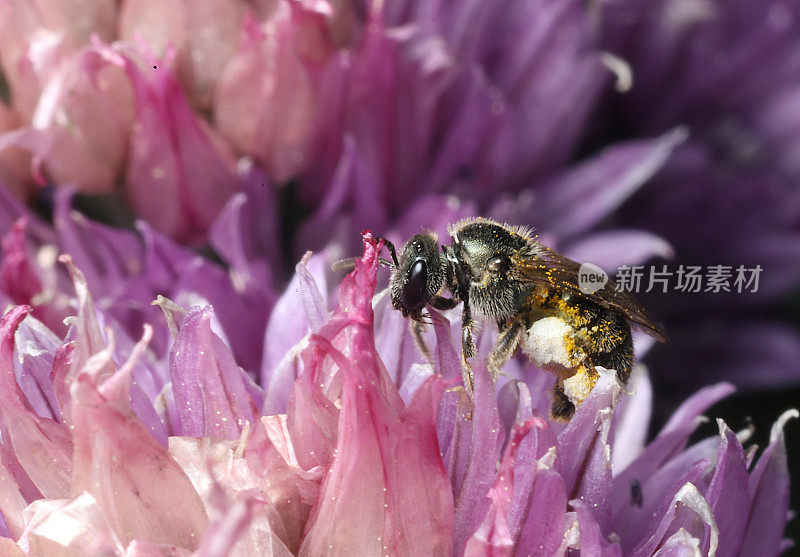 韭菜花上的汗蜂(Allium schoenoprasum)